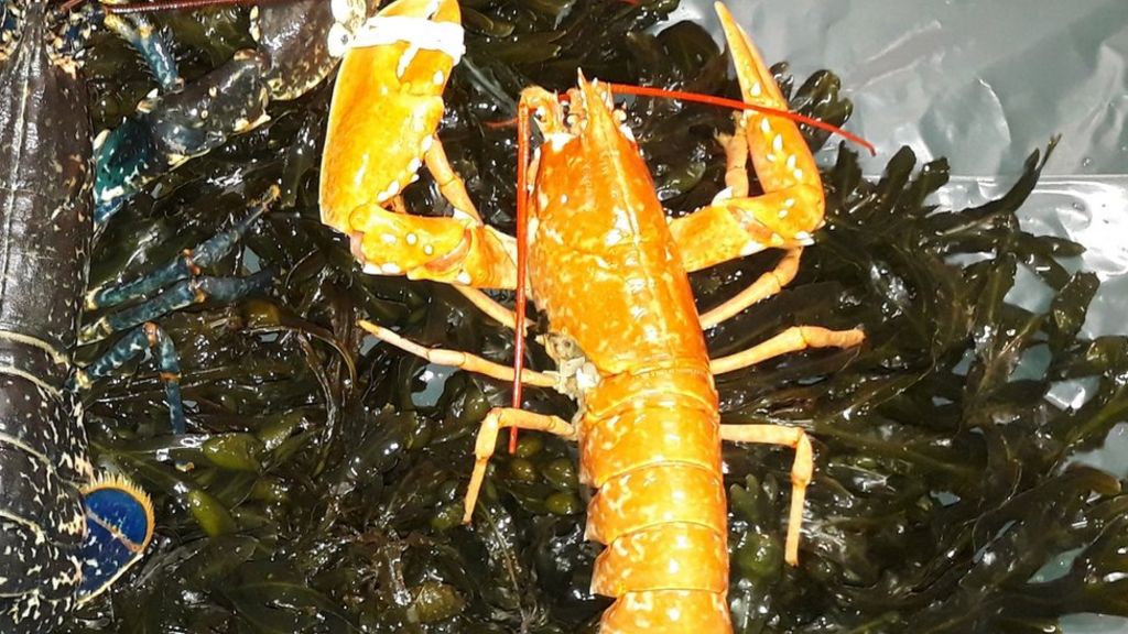 tangerine lobster