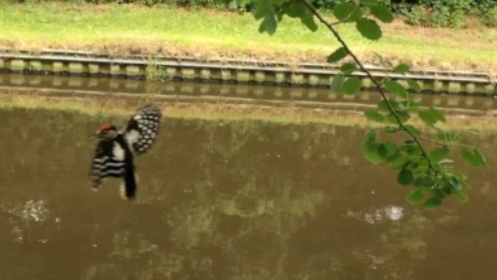 Woodpecker in Wolverhampton caught in fishing line