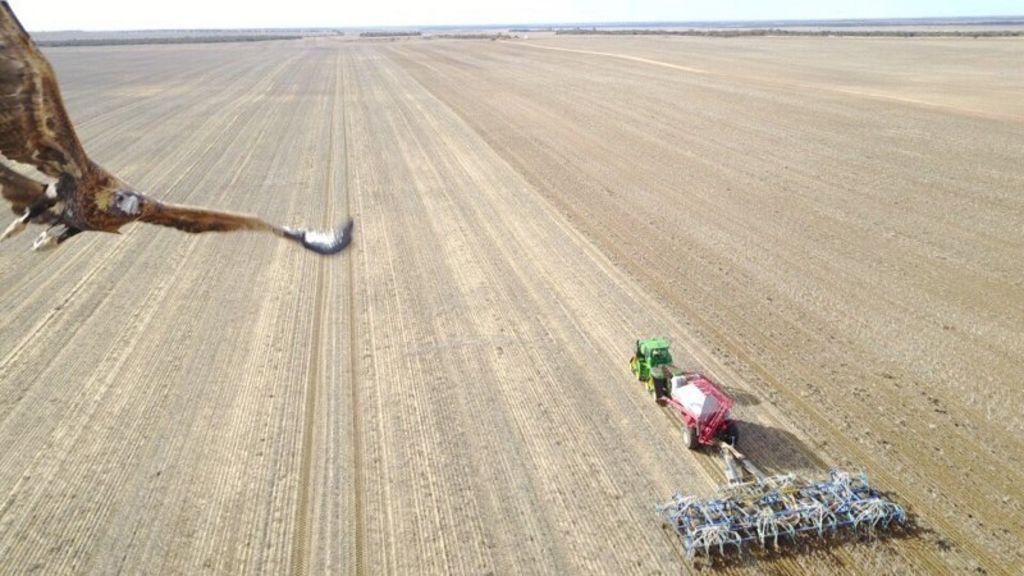Wedge-tailed eagle captured swooping on drone