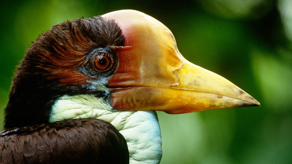 The bird that's more valuable than ivory - BBC News