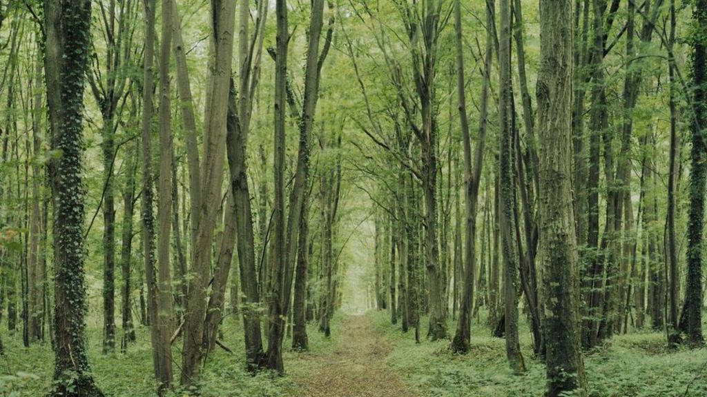 Mametz Wood: Haunting photos show scars left behind - BBC News