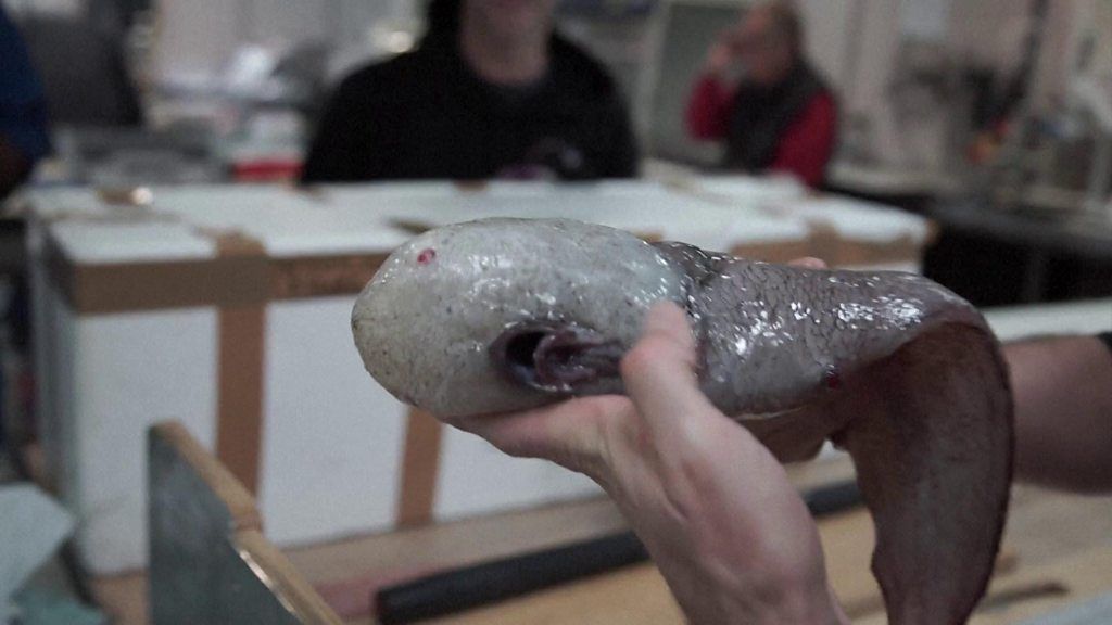 'Faceless' fish, last seen in 1873, found off Australia