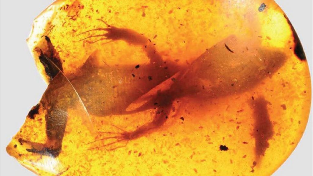 Ambertrapped lizard fossils reveal 'lost world' BBC News