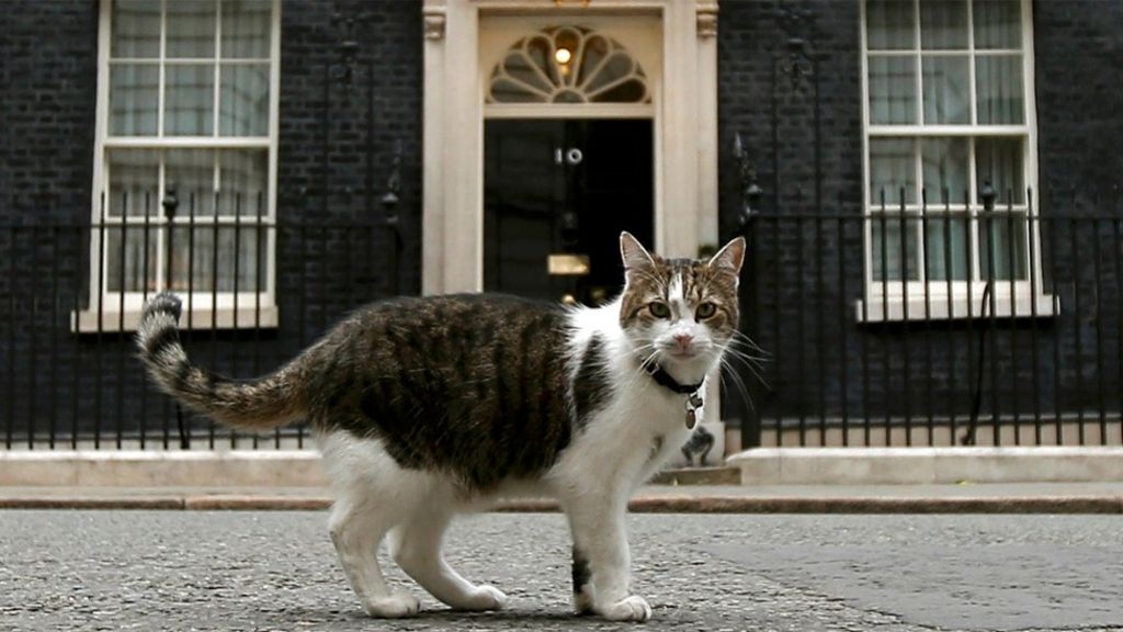 Larry the cat escapes Downing Street eviction - BBC News