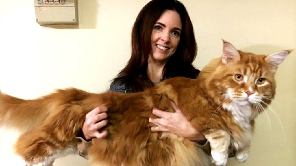 Omar, perhaps world's longest cat, finds internet fame