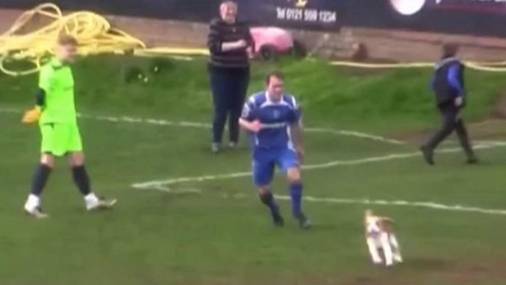 Dog's pitch invasion halts Halesowen Town football game