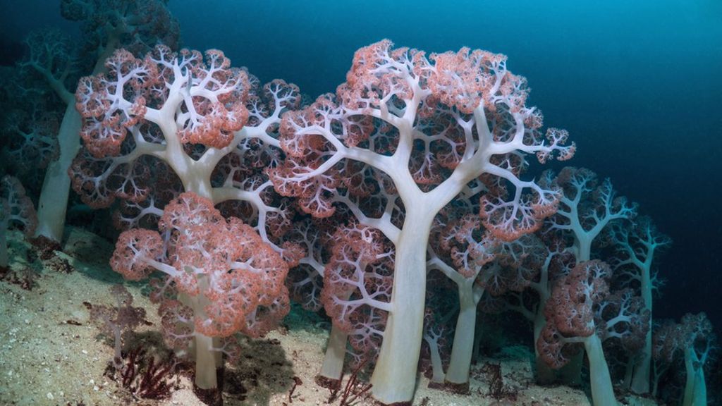 'Make new rules' to save the oceans