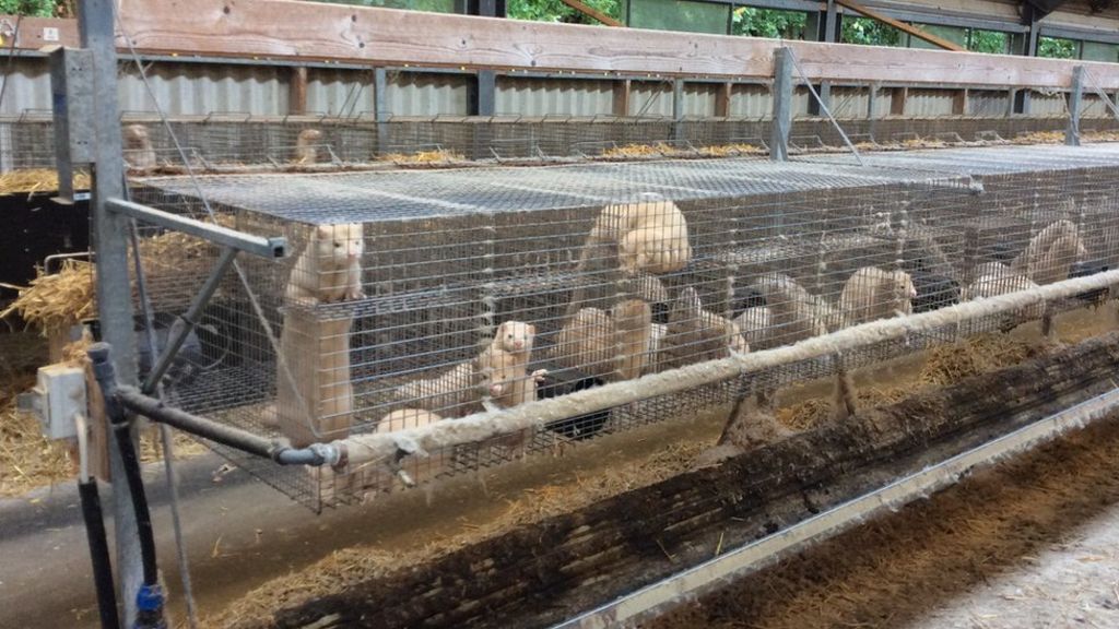 Will welfare checks improve conditions on fur farms? - BBC News