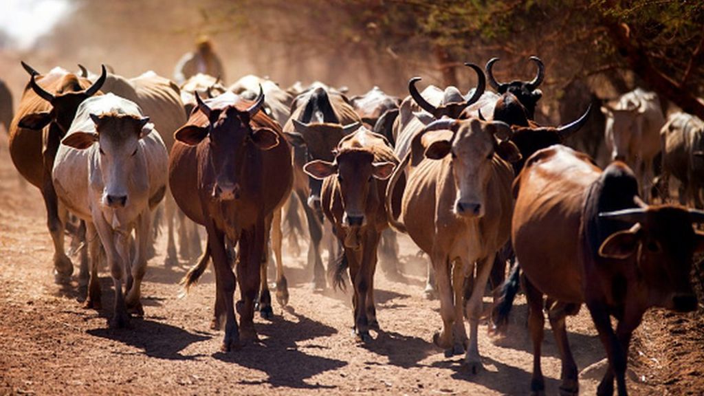 96775522 cattle2