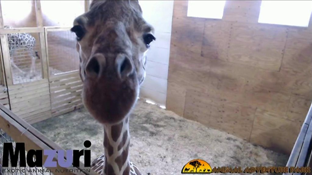 April the Giraffe prepares to give birth, finally - BBC News