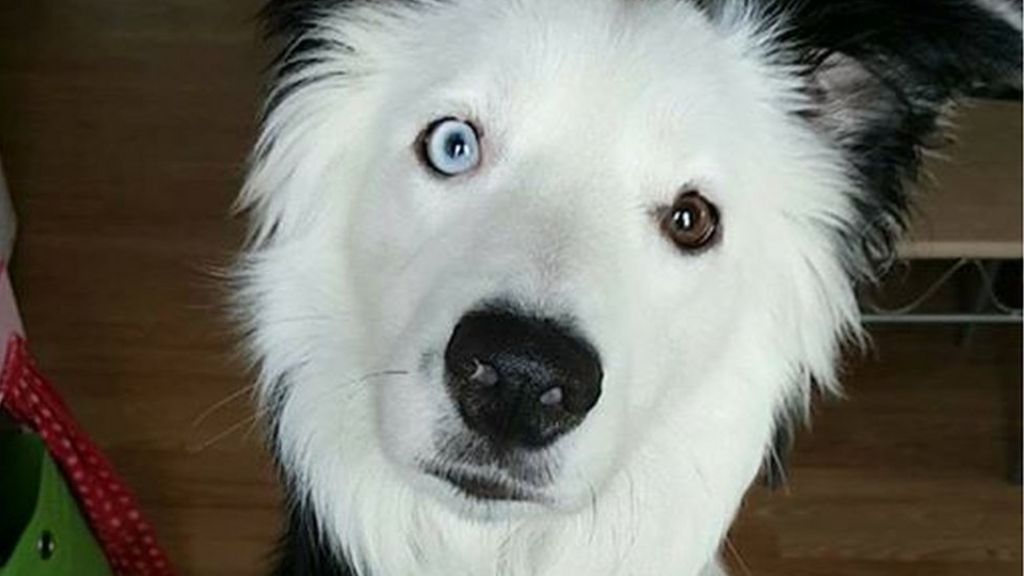 Sheepdog Blake returns without 'best friend' lamb Bella