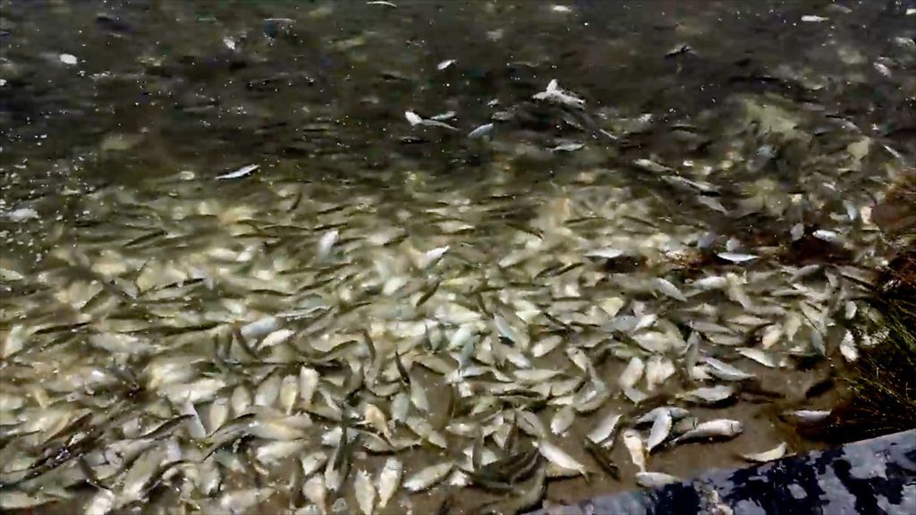 Mass death of fish in US river