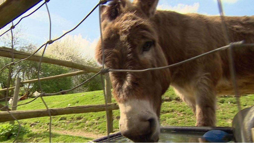 Hackney City Farm donkey 'too scared' for Easter parade BBC News