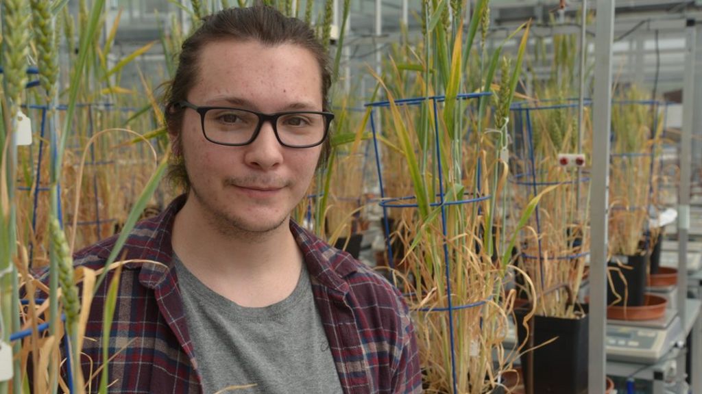 CT scan technology used in Aberystwyth Uni wheat study - BBC News