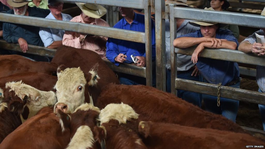 Australian live cattle exports cut sharply by Indonesia BBC News