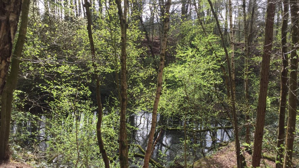 Delamere Forest holiday lodges plan rejected by Cheshire councillors