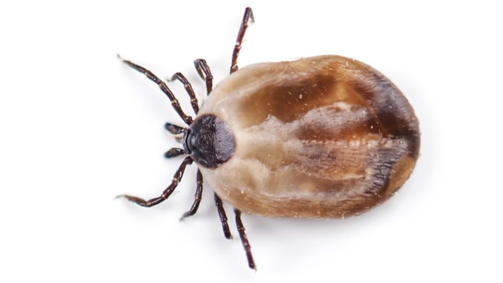 Lyme disease cases on Uist 'higher' than neighbouring isles - BBC News