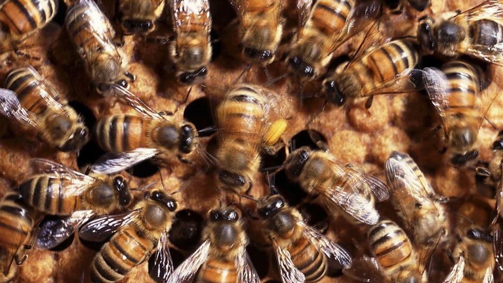 Bees killed in Sellindge hive fire attacks