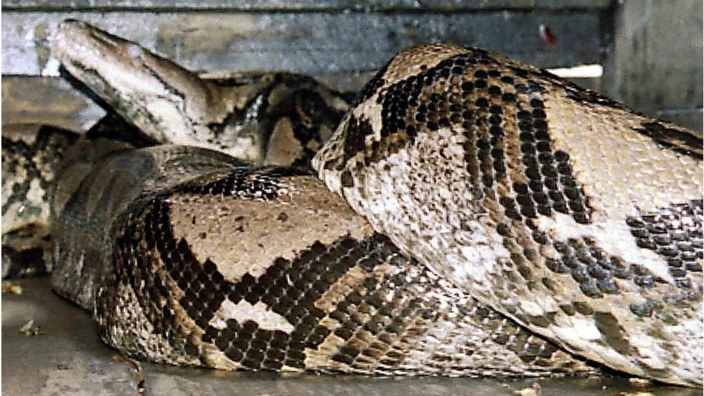 Man wins fight to the death with seven-metre python Man wins fight to the death with seven-metre python