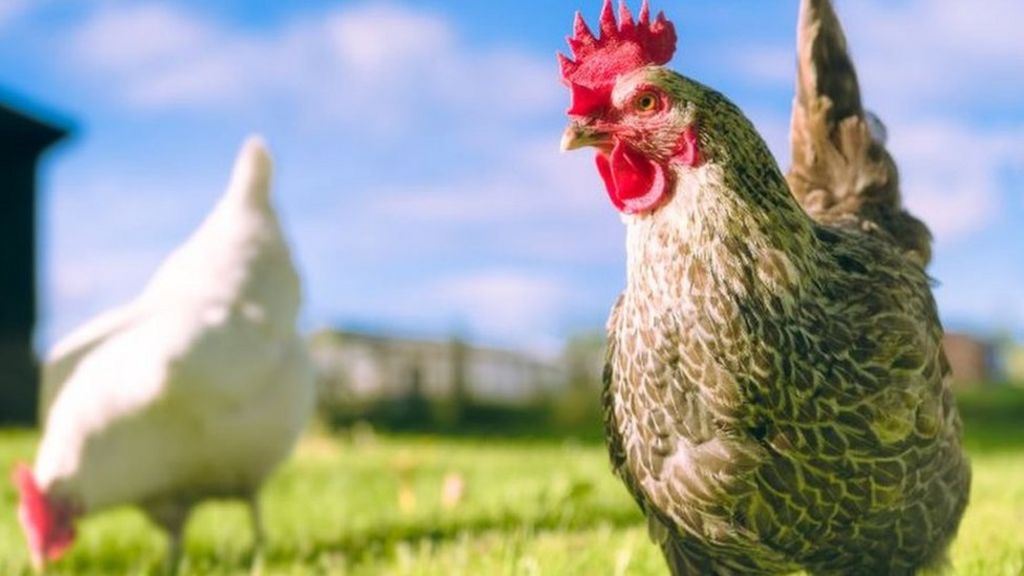 Chickens culled as bird flu found at second Lancashire farm
