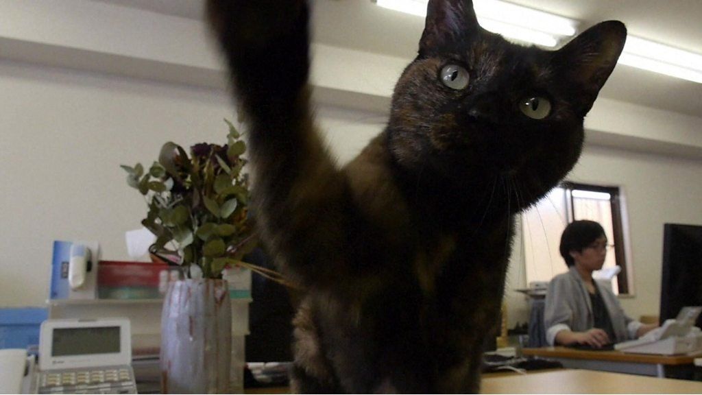 Cats in the office: Stress relief or a furry nuisance?