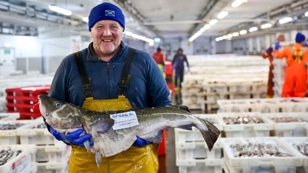 North Sea cod can be eaten with 'clear conscience'
