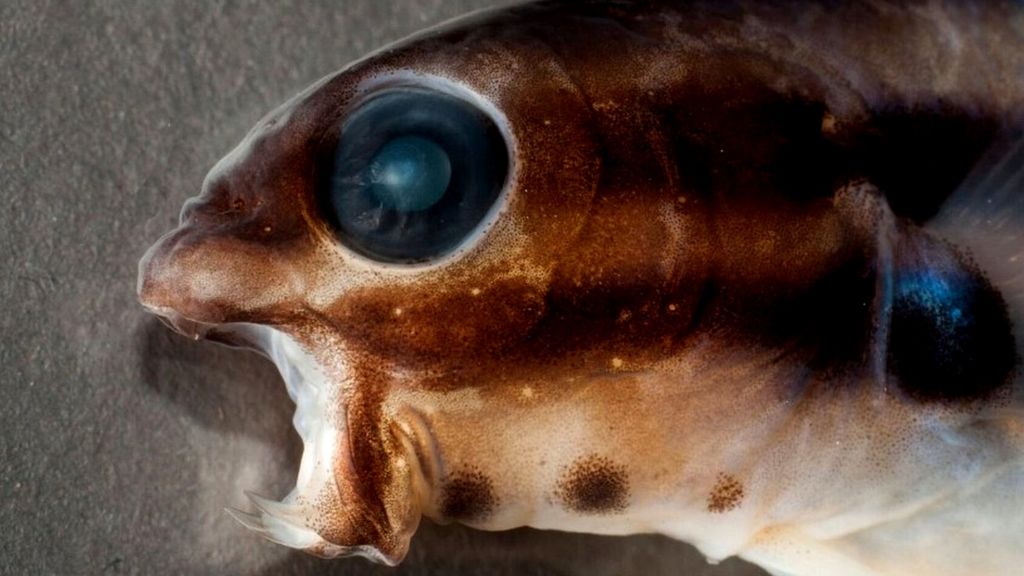 Why a tiny, fanged fish produces a painfree bite BBC News