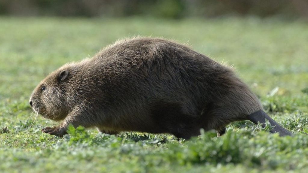Beaver return 'benefits environment'
