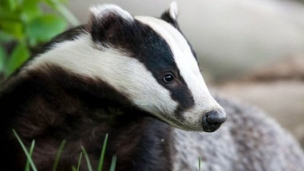 Badger Cull Extended To More English Counties - BBC News