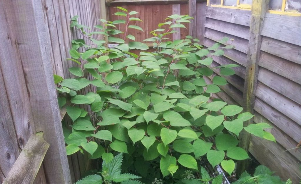 How close is Japanese knotweed getting to my home? - BBC News