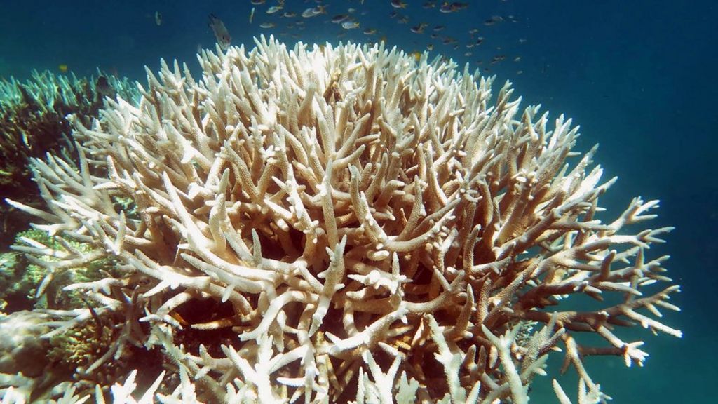 Barrier reef suffers huge coral loss