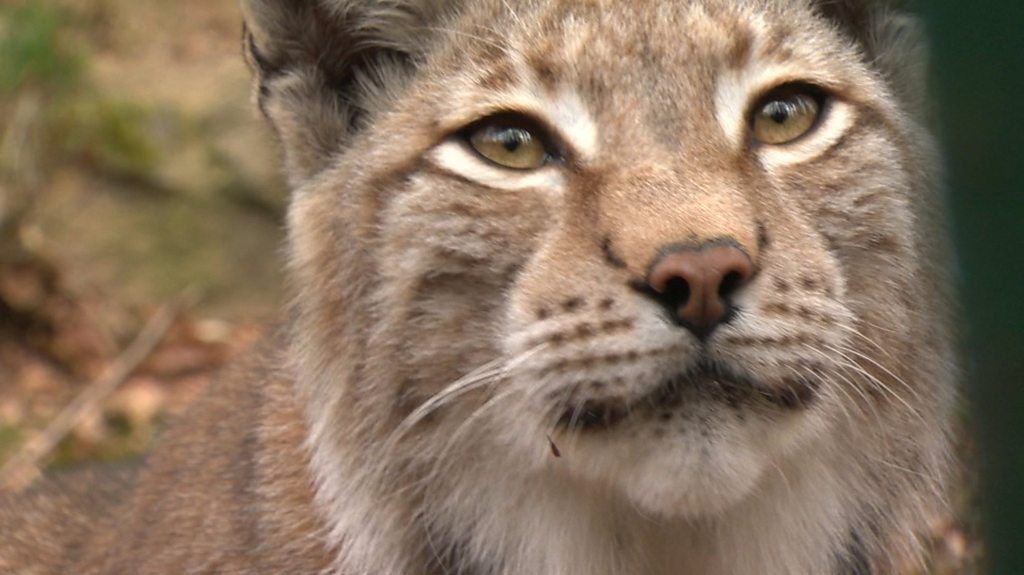 Will wildcat lynx be reintroduced to the UK?