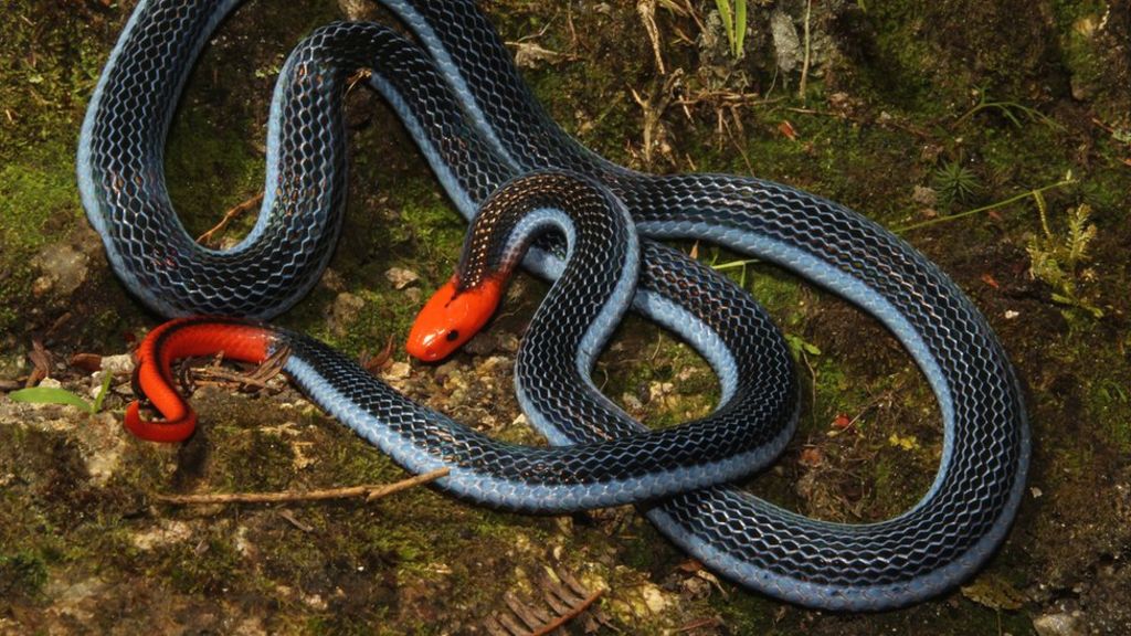 The venom of one of world's deadliest snakes could relieve pain, say