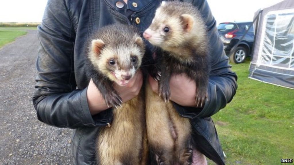 Ferrets on a train Peers told to �take care� with animals