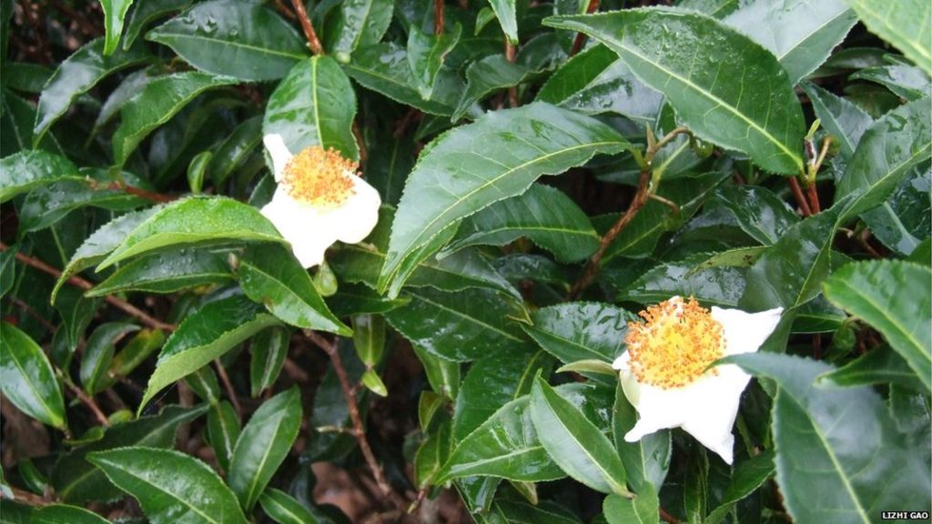 Secrets of tea plant revealed by science