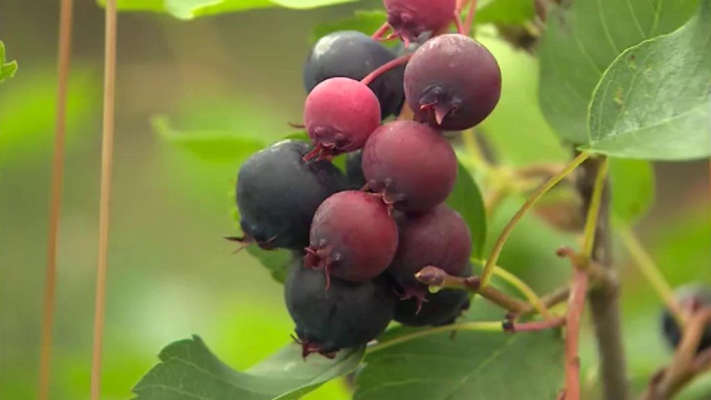 Juneberry: The latest super berry is being grown in Worcestershire