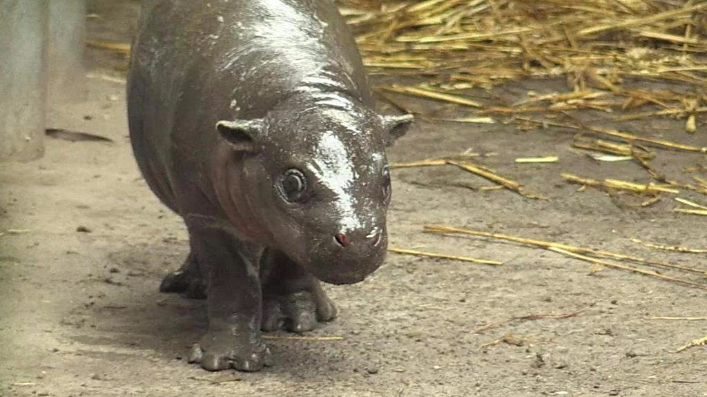 Baby pygmy hippo takes a tumble at Chile zoo debut