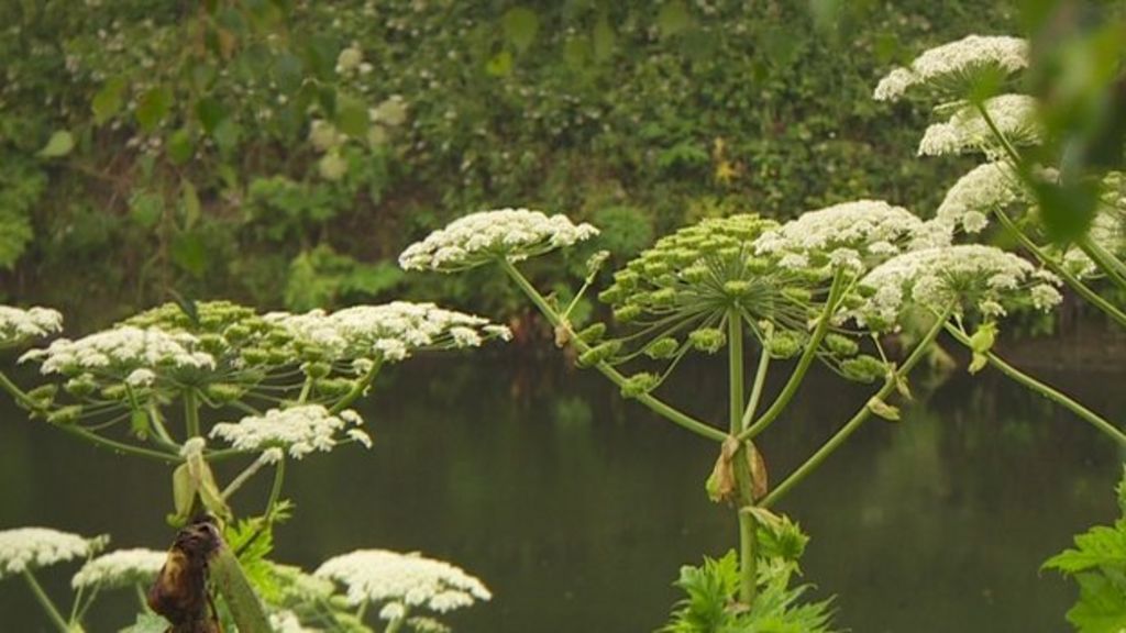 giant-hogweed-uk-s-most-dangerous-plant-say-rivers-trust-bbc-news