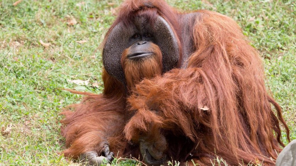 chantek-the-orangutan-who-used-sign-language-dies-at-39-bbc-news