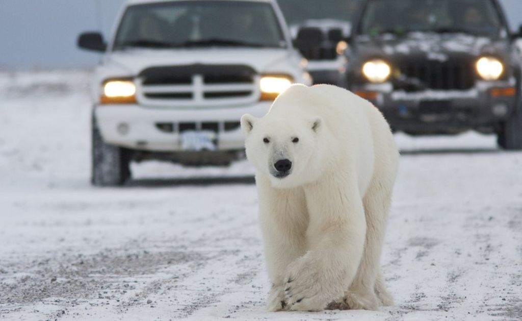 Bears town. Белый медведь. Белые медведи в Канаде. Полярный медведь.