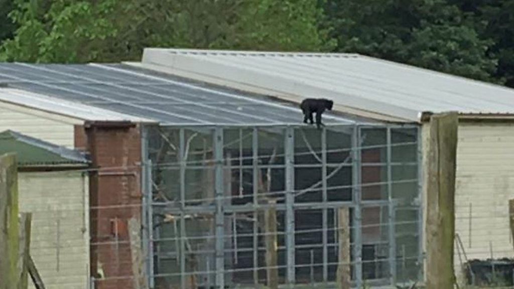 Marwell Zoo monkey escapes into food shop