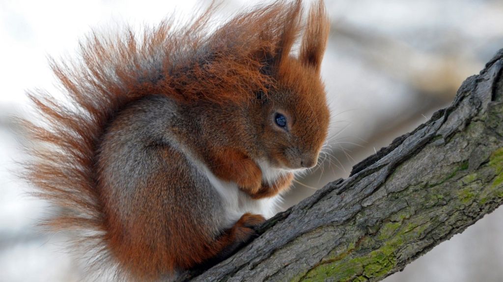 Plan to boost red squirrel numbers in Scotland - BBC News