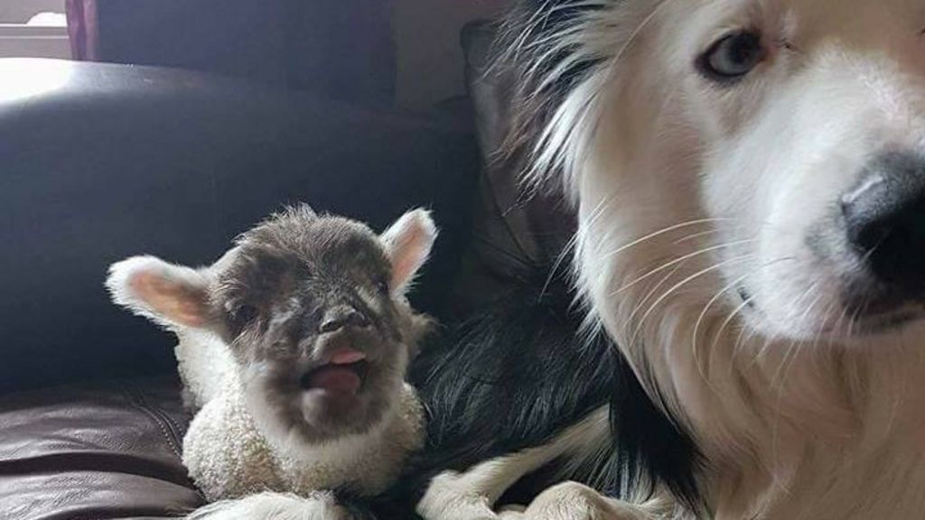 Cameras and garlic chicken used in Bella and Blake search