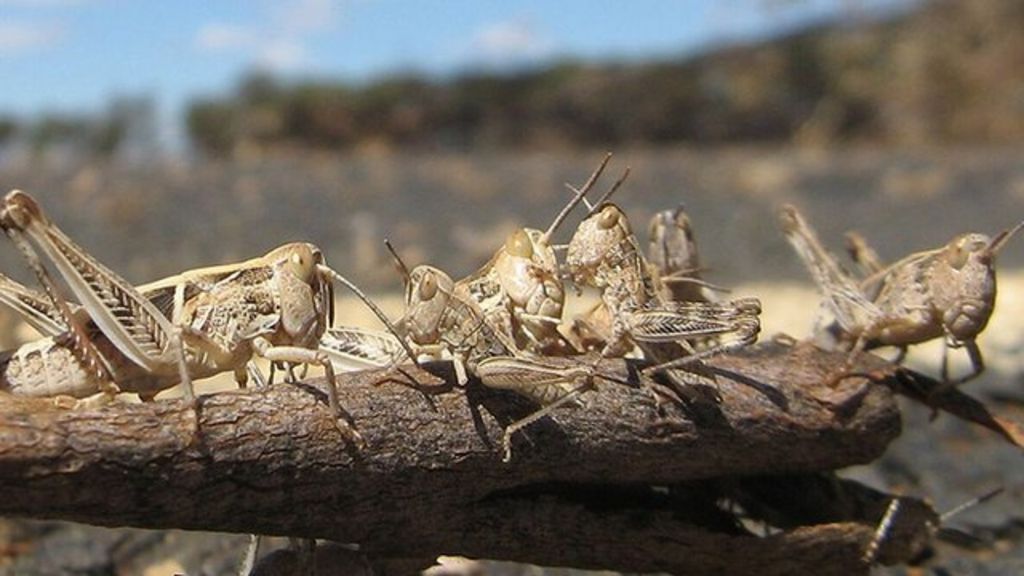 Why do locusts swarm, and how could they be stopped? BBC News