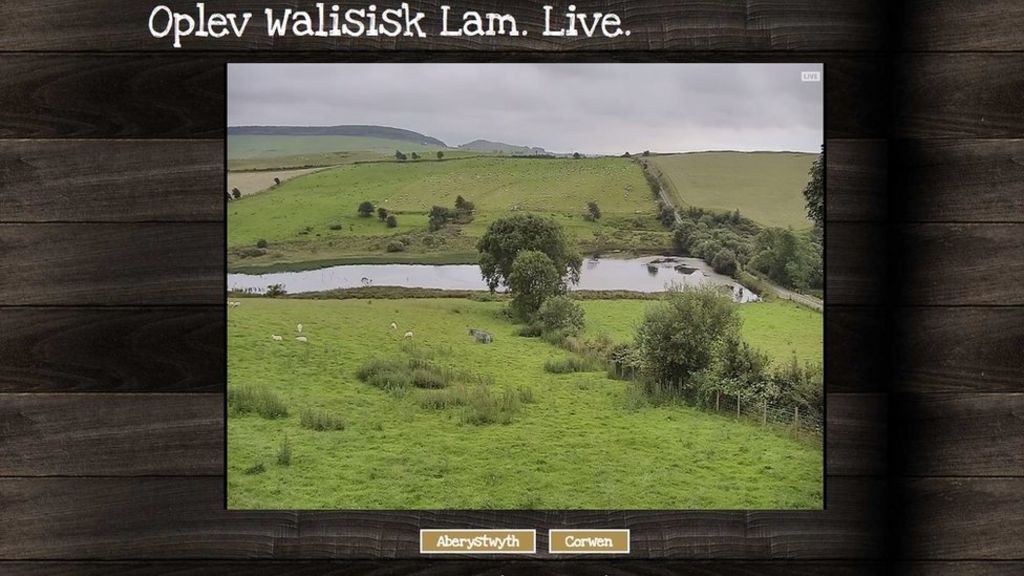 People in Denmark can watch Welsh sheep on 'Lamb Cam'