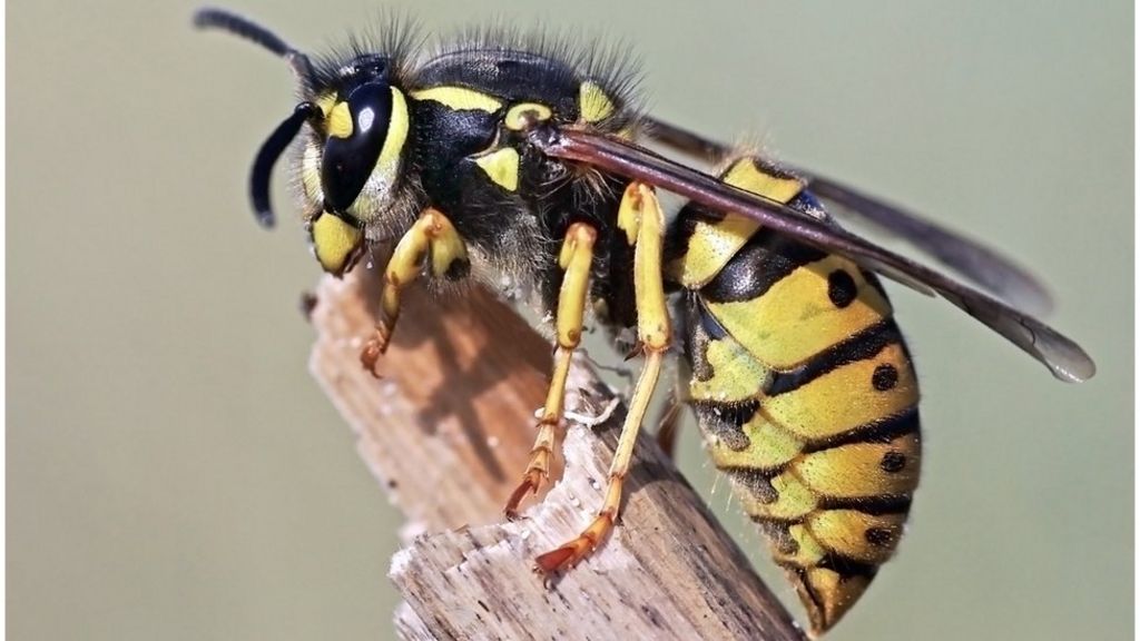 What's really the point of wasps? - BBC News