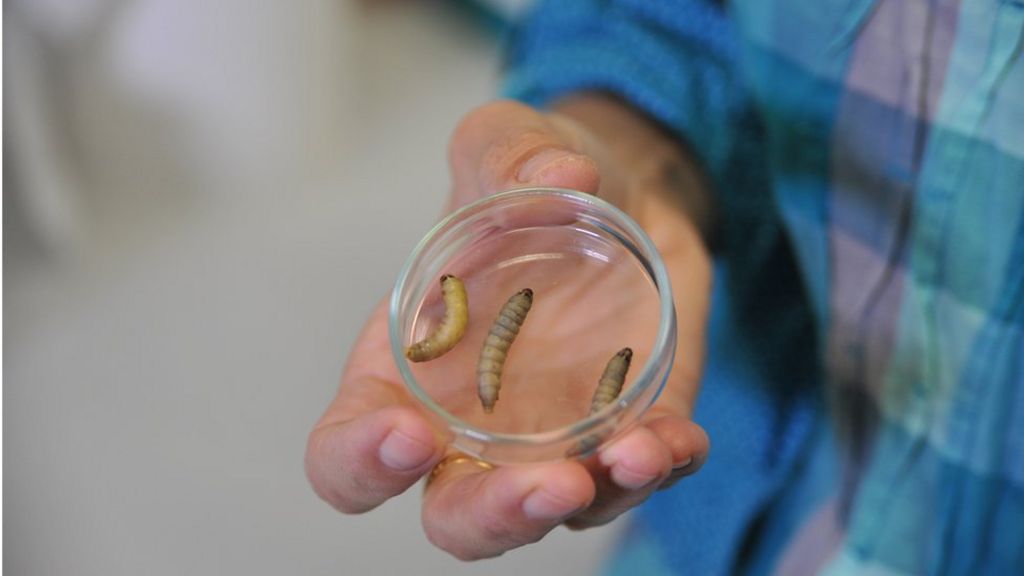 Plastic-eating caterpillar could munch waste, scientists say