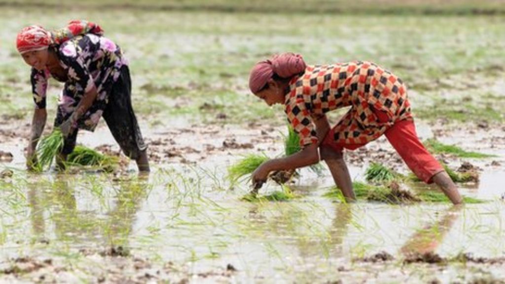 Food trade drains global water sources at 'alarming' rates - BBC News