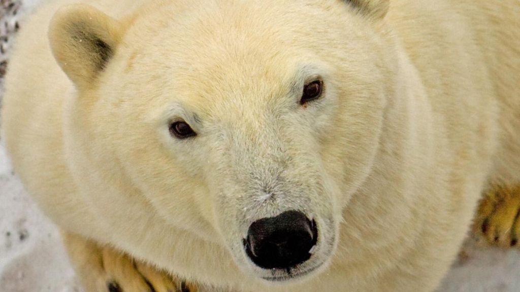 Polar bear shot dead in Iceland - BBC News