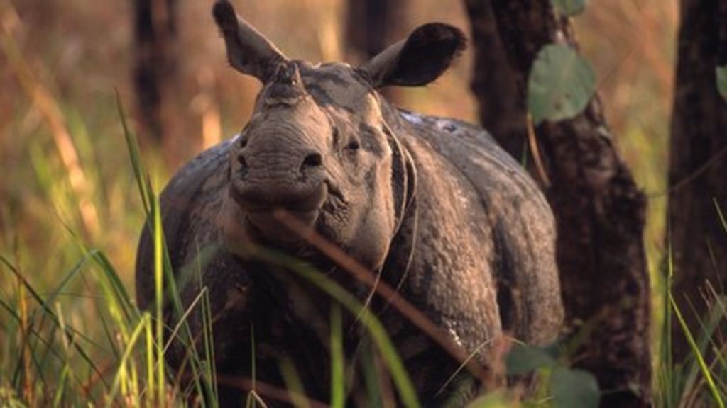 Crime 'threatens nearly half the world's natural heritage sites'